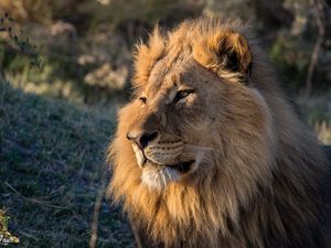 Preview wallpaper lion, predator, glance, animal, big cat