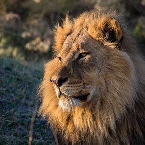 Preview wallpaper lion, predator, glance, animal, big cat