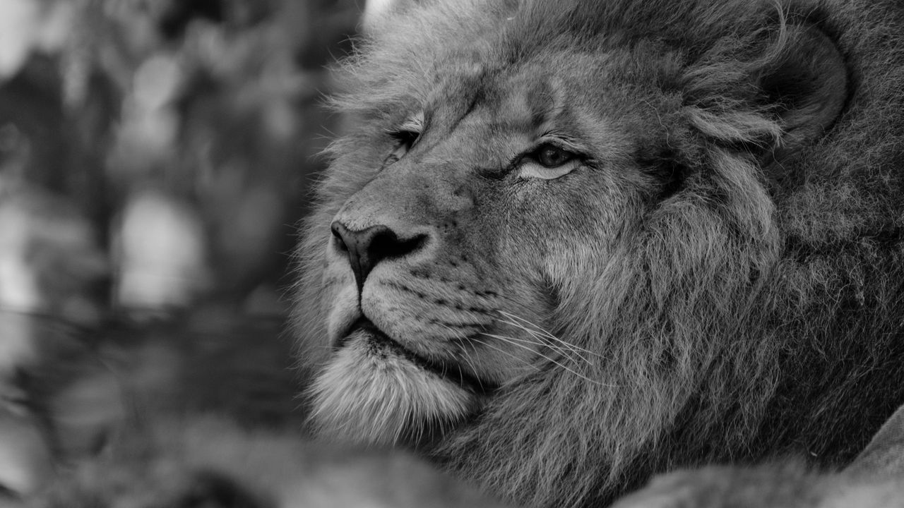 Wallpaper lion, predator, glance, black and white