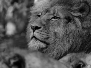 Preview wallpaper lion, predator, glance, black and white