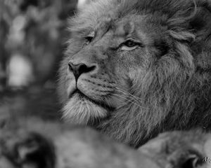 Preview wallpaper lion, predator, glance, black and white