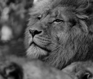 Preview wallpaper lion, predator, glance, black and white