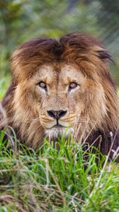 Preview wallpaper lion, predator, grass, glance, animal