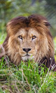 Preview wallpaper lion, predator, grass, glance, animal