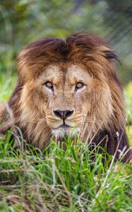 Preview wallpaper lion, predator, grass, glance, animal