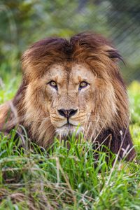 Preview wallpaper lion, predator, grass, glance, animal