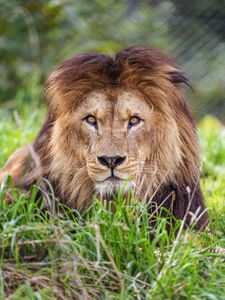 Preview wallpaper lion, predator, grass, glance, animal