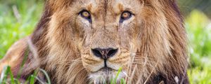 Preview wallpaper lion, predator, grass, glance, animal