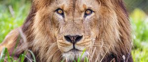 Preview wallpaper lion, predator, grass, glance, animal