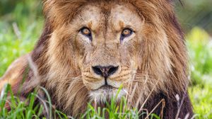 Preview wallpaper lion, predator, grass, glance, animal