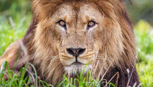 Preview wallpaper lion, predator, grass, glance, animal