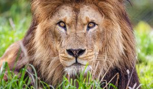 Preview wallpaper lion, predator, grass, glance, animal