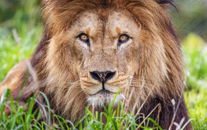 Preview wallpaper lion, predator, grass, glance, animal
