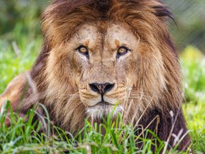 Preview wallpaper lion, predator, grass, glance, animal