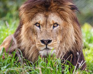 Preview wallpaper lion, predator, grass, glance, animal