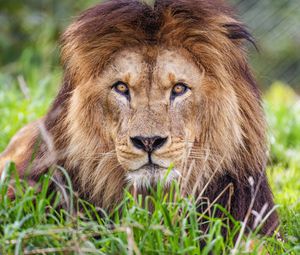 Preview wallpaper lion, predator, grass, glance, animal