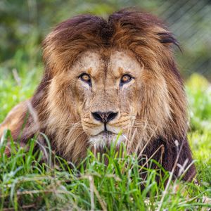 Preview wallpaper lion, predator, grass, glance, animal