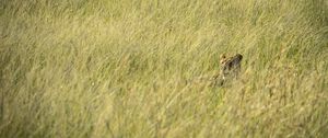 Preview wallpaper lion, predator, grass, thickets, wildlife