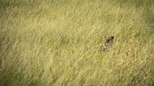 Preview wallpaper lion, predator, grass, thickets, wildlife