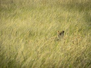 Preview wallpaper lion, predator, grass, thickets, wildlife