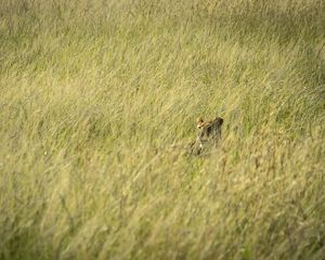 Preview wallpaper lion, predator, grass, thickets, wildlife