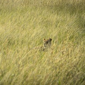 Preview wallpaper lion, predator, grass, thickets, wildlife