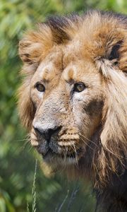 Preview wallpaper lion, predator, head, animal, big cat