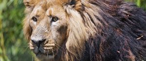 Preview wallpaper lion, predator, head, animal, big cat