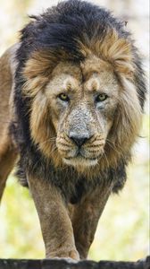 Preview wallpaper lion, predator, head, big cat, animal, wild