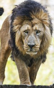 Preview wallpaper lion, predator, head, big cat, animal, wild