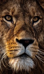 Preview wallpaper lion, predator, king of animals, mane, muzzle, eyes