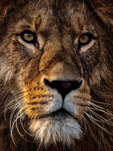 Preview wallpaper lion, predator, king of animals, mane, muzzle, eyes