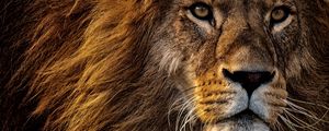 Preview wallpaper lion, predator, king of animals, mane, muzzle, eyes