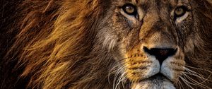 Preview wallpaper lion, predator, king of animals, mane, muzzle, eyes