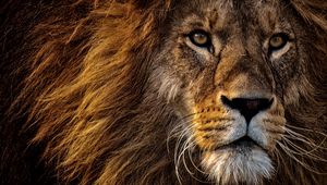 Preview wallpaper lion, predator, king of animals, mane, muzzle, eyes