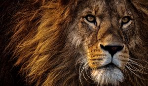 Preview wallpaper lion, predator, king of animals, mane, muzzle, eyes