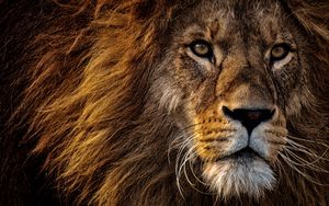 Preview wallpaper lion, predator, king of animals, mane, muzzle, eyes