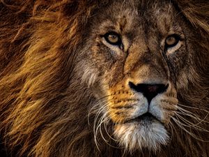 Preview wallpaper lion, predator, king of animals, mane, muzzle, eyes