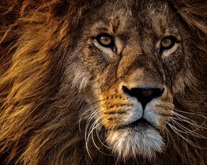 Preview wallpaper lion, predator, king of animals, mane, muzzle, eyes