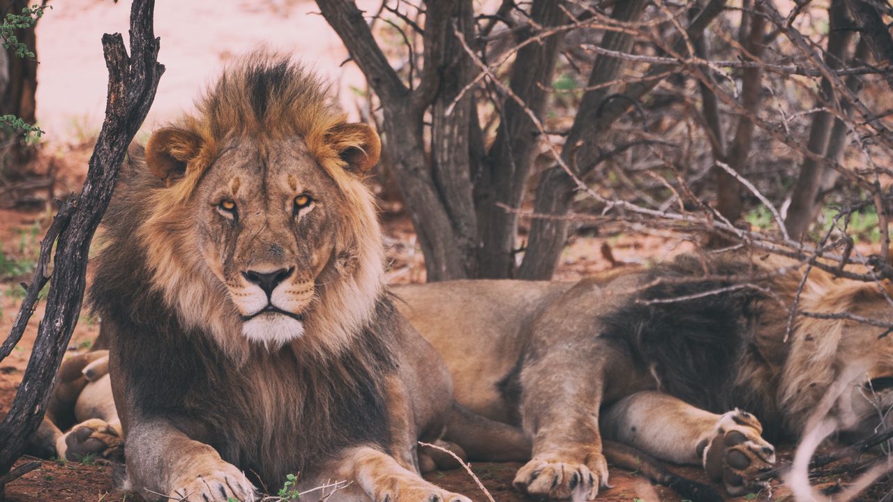 Wallpaper lion, predator, king of beasts, lying
