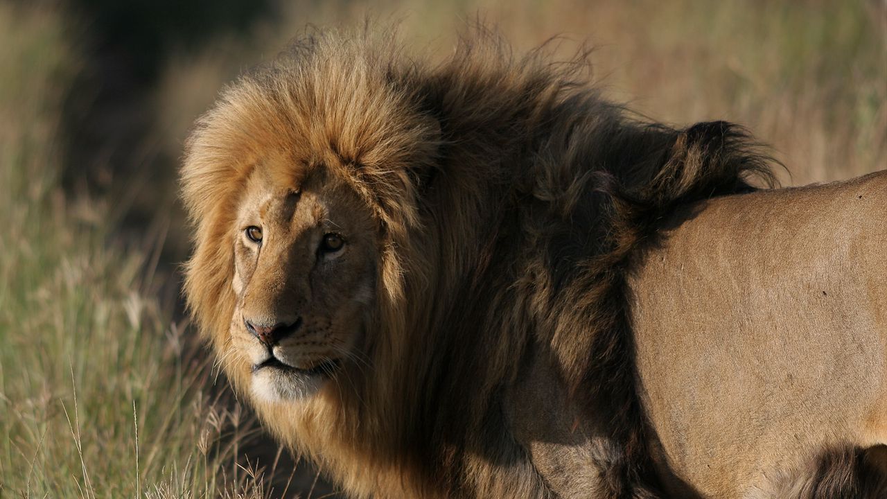 Wallpaper lion, predator, king of beasts, big cat, mane