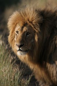 Preview wallpaper lion, predator, king of beasts, big cat, mane