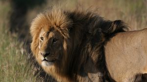 Preview wallpaper lion, predator, king of beasts, big cat, mane