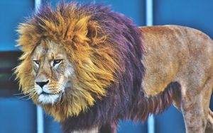 Preview wallpaper lion, predator, king of beasts, mane, serious