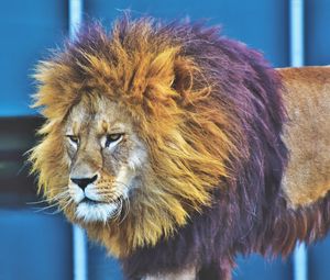 Preview wallpaper lion, predator, king of beasts, mane, serious
