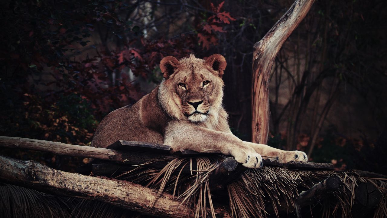 Wallpaper lion, predator, lying, king of beasts