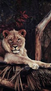 Preview wallpaper lion, predator, lying, king of beasts