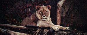 Preview wallpaper lion, predator, lying, king of beasts