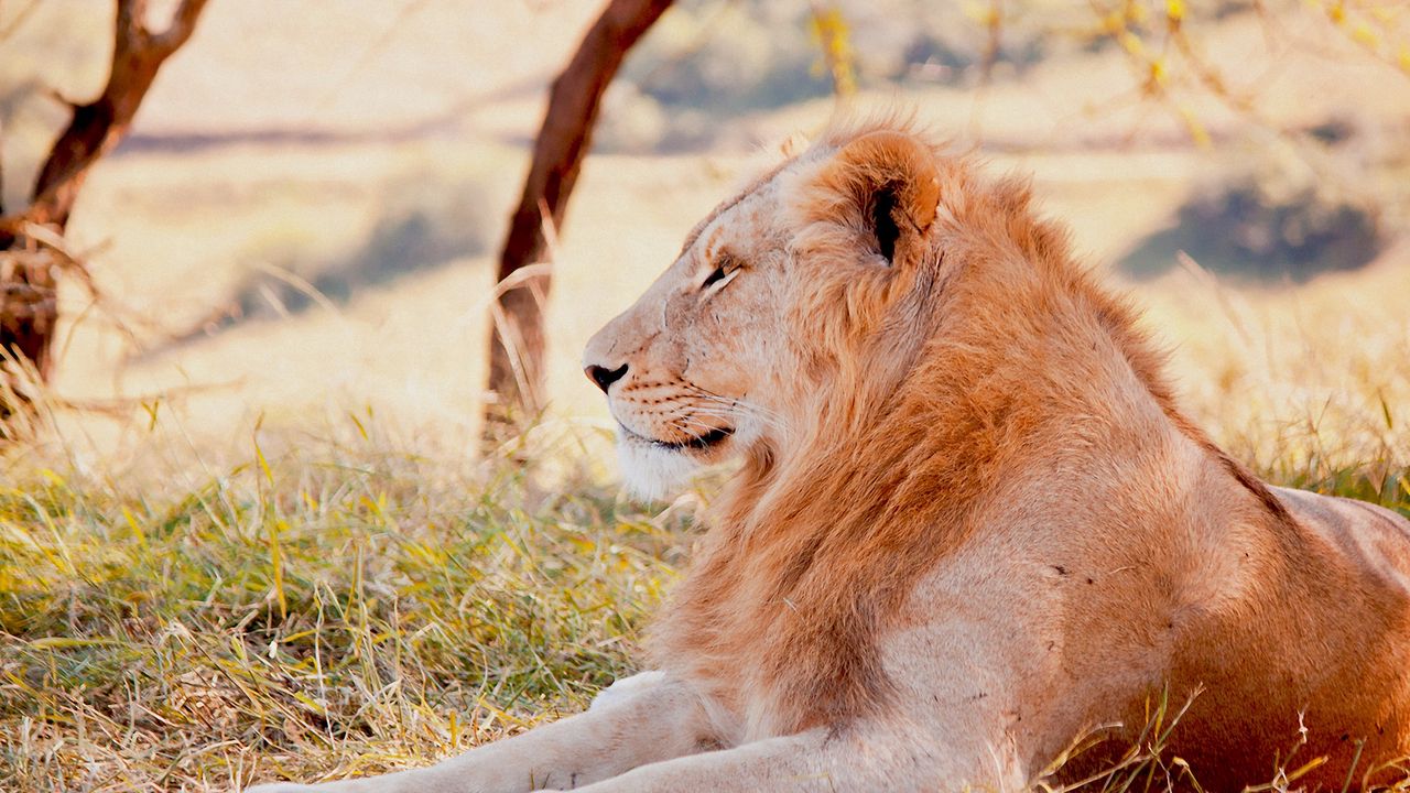 Wallpaper lion, predator, lying, grass, field