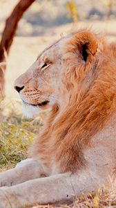 Preview wallpaper lion, predator, lying, grass, field
